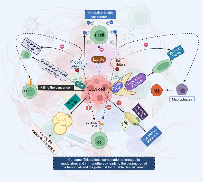 A figure from Metabolic collusion driving immune evasion in cholangiocarcinoma: unmasking the dual control of the immuno-metabolic microenvironment