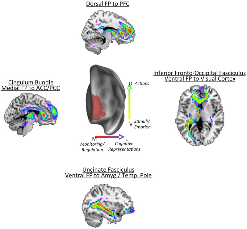 A figure from Organization of the Human Frontal Pole Revealed by Large-Scale DTI-Based Connectivity: Implications for Control of Behavior Connections of the Human Frontal Pole