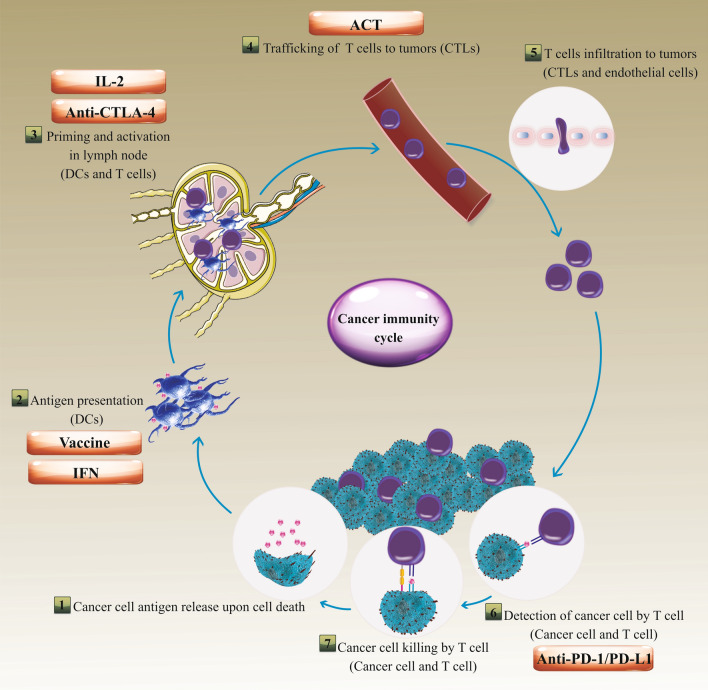 A figure from Clinical potential of PD-1/PD-L1 blockade therapy for renal cell carcinoma (RCC): a rapidly evolving strategy