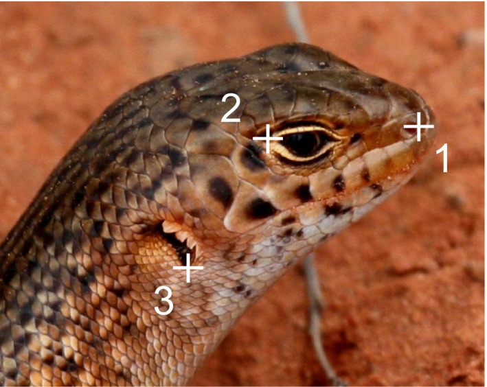 A figure from Photographic identification of individuals of a free‐ranging, small terrestrial vertebrate C. E. Treilibs <i> et al </i> .