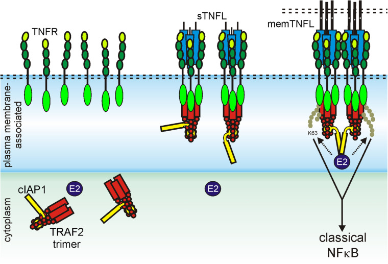 A figure from Receptor Oligomerization and Its Relevance for Signaling by Receptors of the Tumor Necrosis Factor Receptor Superfamily