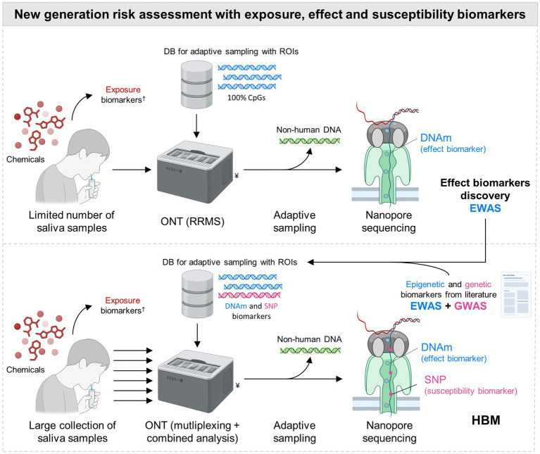 A figure from Genetic and epigenetic biomarkers in human biomonitoring: why needed and how can Oxford Nanopore sequencing contribute?
