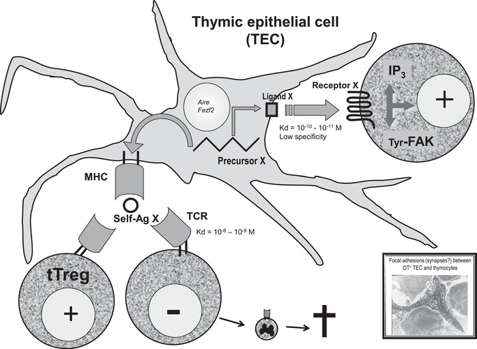 A figure from The presentation of neuroendocrine self‐peptides in the thymus: an essential event for individual life and vertebrate survival Geenen <i> et al </i> . Presentation of self in the thymus
