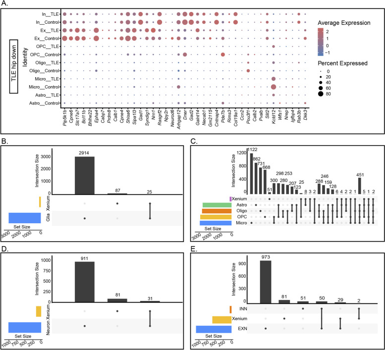 A figure from Single-cell, single-nucleus and xenium-based spatial transcriptomics analyses reveal inflammatory activation and altered cell interactions in the hippocampus in mice with temporal lobe epilepsy
