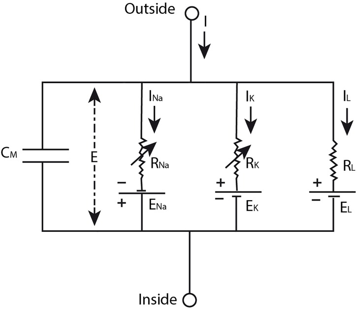 A figure from Thinking About the Nerve Impulse: The Prospects for the Development of a Comprehensive Account of Nerve Impulse Propagation