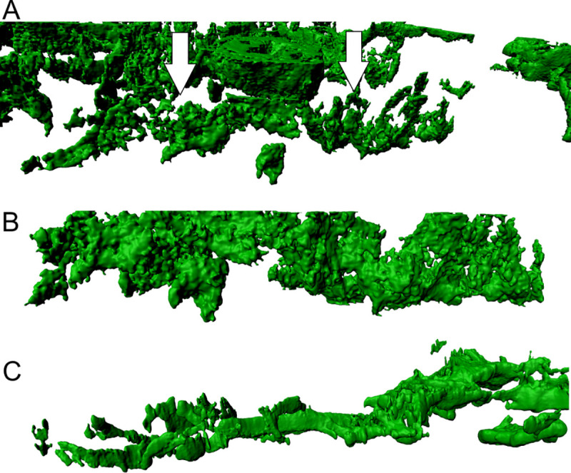 A figure from 3D investigation shows walls and wall-like structures around human germinal centres, probably regulating T- and B-cell entry and exit 3D investigation shows walls and wall-like structures around human germinal centres