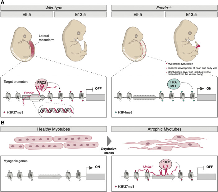 A figure from Behind the scenes: How RNA orchestrates the epigenetic regulation of gene expression Mangiavacchi et al. 10.3389/fcell.2023.1123975