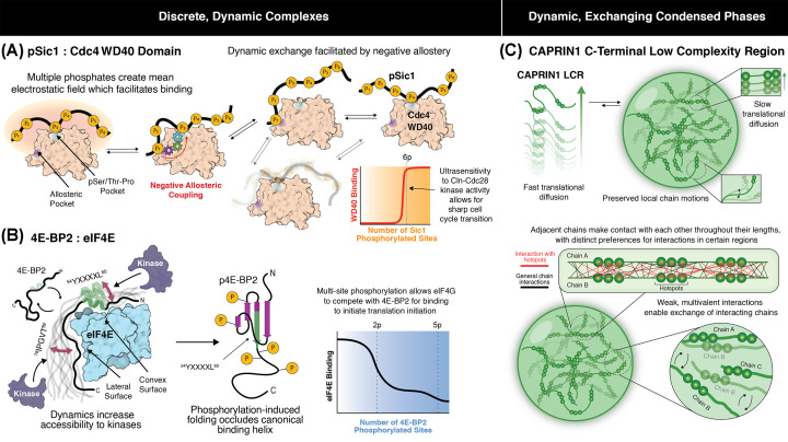 A figure from NMR insights into dynamic, multivalent interactions of intrinsically disordered regions: from discrete complexes to condensates