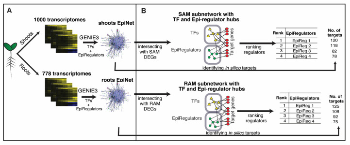 A figure from A Systems Biology Approach to Identify Essential Epigenetic Regulators for Specific Biological Processes in Plants