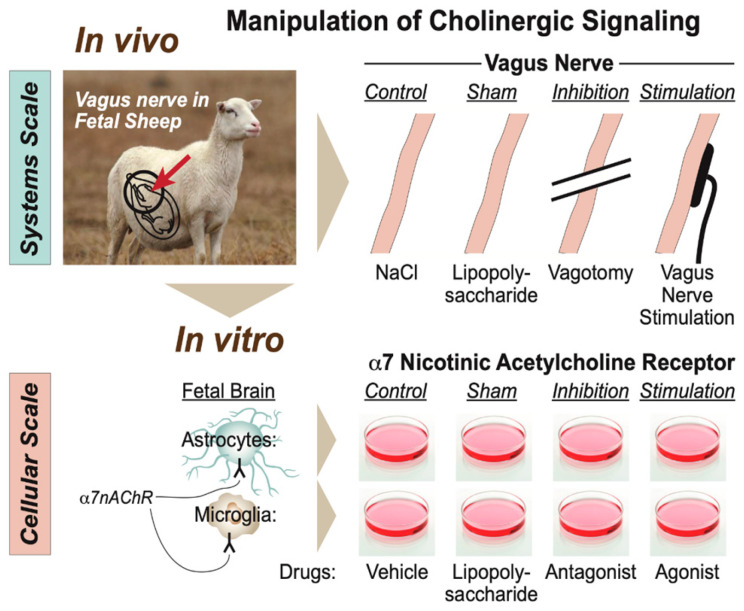 A figure from The Vagus Nerve Regulates Immunometabolic Homeostasis in the Ovine Fetus near Term: The Impact on Terminal Ileum