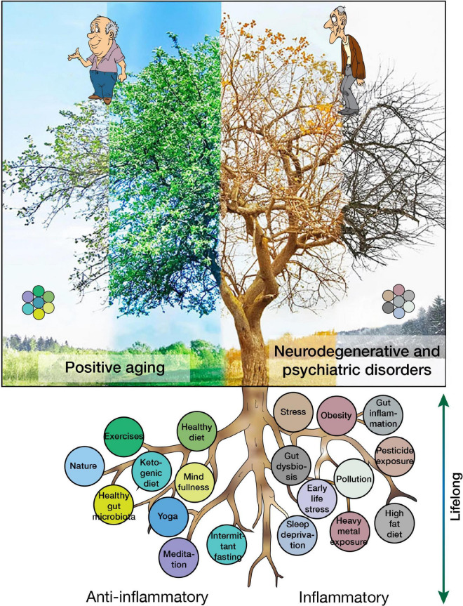 A figure from Healthy lifestyles and wellbeing reduce neuroinflammation and prevent neurodegenerative and psychiatric disorders