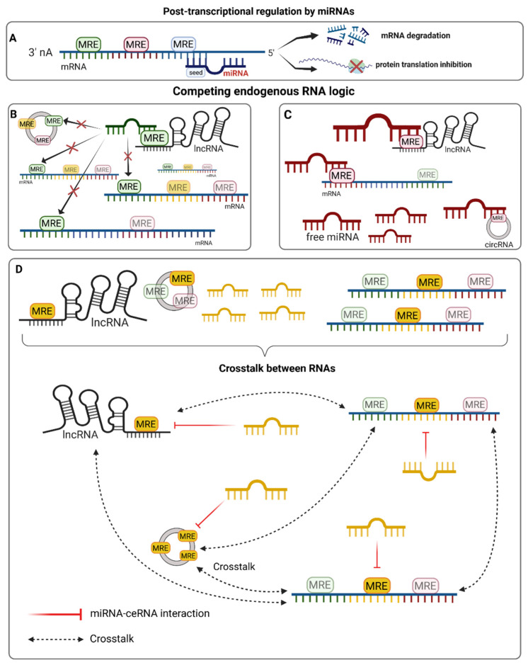 A figure from Network Approaches to Study Endogenous RNA Competition and Its Impact on Tissue-Specific microRNA Functions