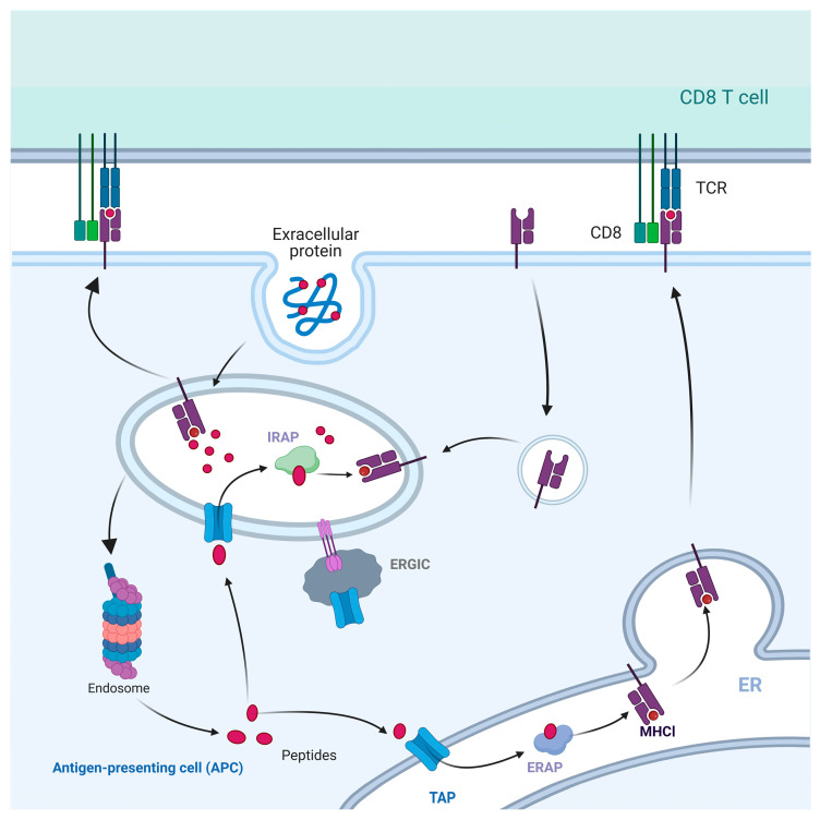 A figure from Molecular Characteristics, Functional Definitions, and Regulatory Mechanisms for Cross-Presentation Mediated by the Major Histocompatibility Complex: A Comprehensive Review