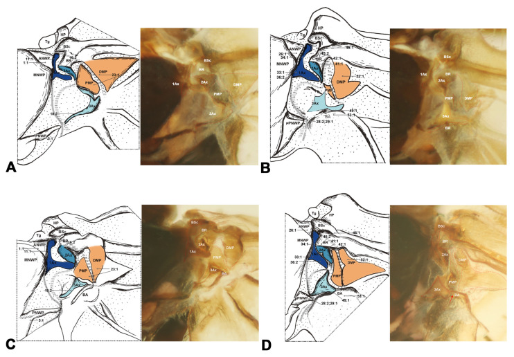 A figure from Comparative Morphology of the Wing Base Structure Illuminates Higher-Level Phylogeny of Holometabola