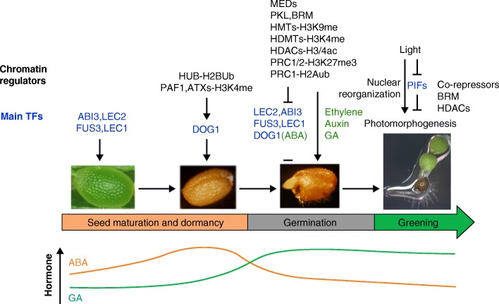 A figure from Developmental transitions: integrating environmental cues with hormonal signaling in the chromatin landscape in plants