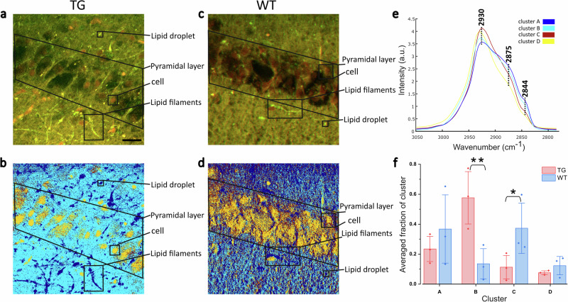 A figure from Identification of tauopathy-associated lipid signatures in Alzheimer’s disease mouse brain using label-free chemical imaging