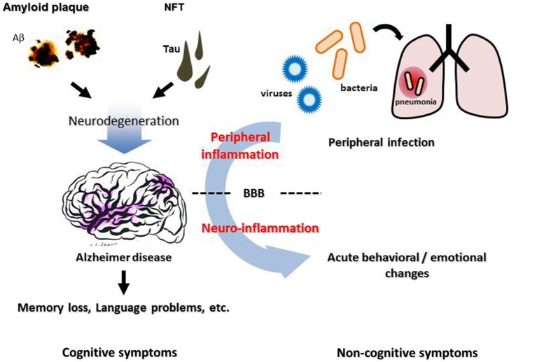 A figure from Systemic inflammation, blood-brain barrier vulnerability and cognitive/non-cognitive symptoms in Alzheimer disease: relevance to pathogenesis and therapy