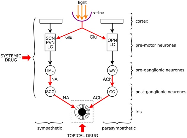 A figure from Standards in Pupillography