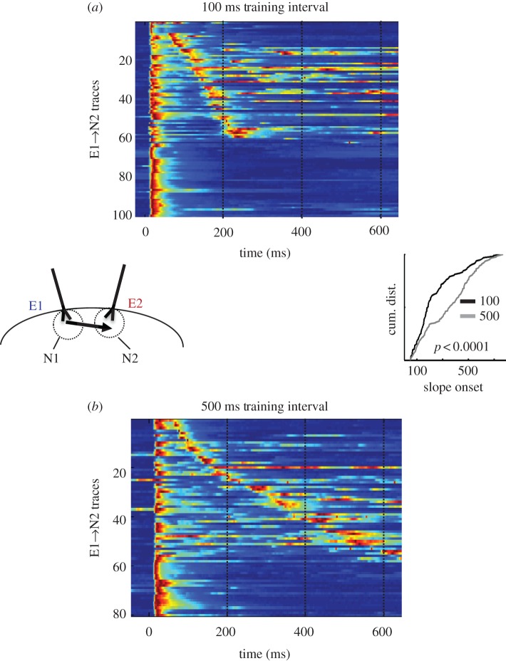 A figure from Timing as an intrinsic property of neural networks: evidence from <i> in vivo </i> and <i> in vitro </i> experiments Neural dynamics and Timing