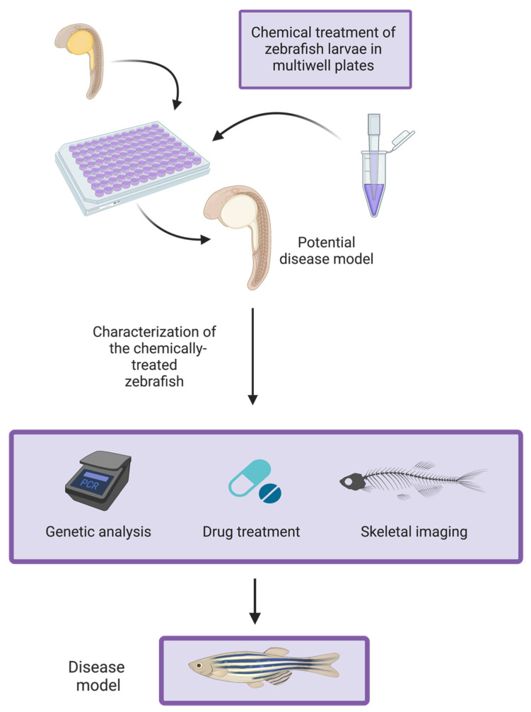 A figure from Commentary: Zebrafish as a Model for Osteoporosis—An Approach to Accelerating Progress in Drug and Exercise-Based Treatment