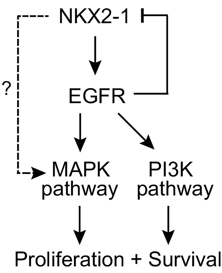 A figure from Integrative Genomics Implicates EGFR as a Downstream Mediator in <i> NKX2-1 </i> Amplified Non-Small Cell Lung Cancer NKX2-1 Amplified Lung Cancer