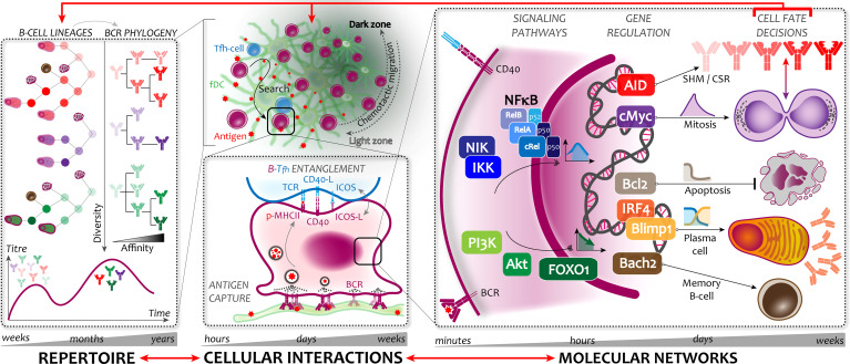 A figure from From Antibody Repertoires to Cell-Cell Interactions to Molecular Networks: Bridging Scales in the Germinal Center