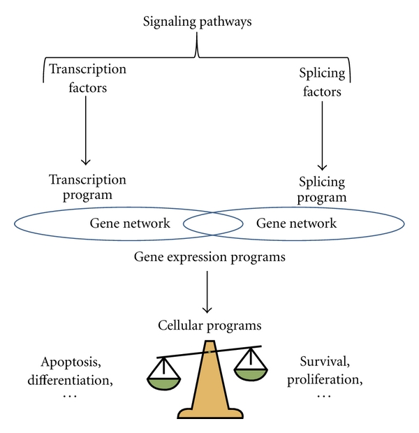 A figure from Splicing Programs and Cancer