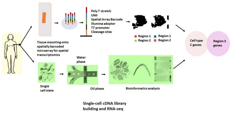 A figure from Single-Cell RNA Sequencing with Spatial Transcriptomics of Cancer Tissues