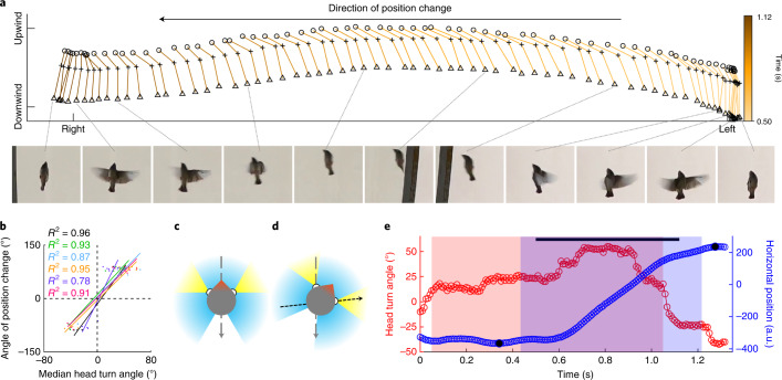 A figure from Vision and vocal communication guide three-dimensional spatial coordination of zebra finches during wind-tunnel flights