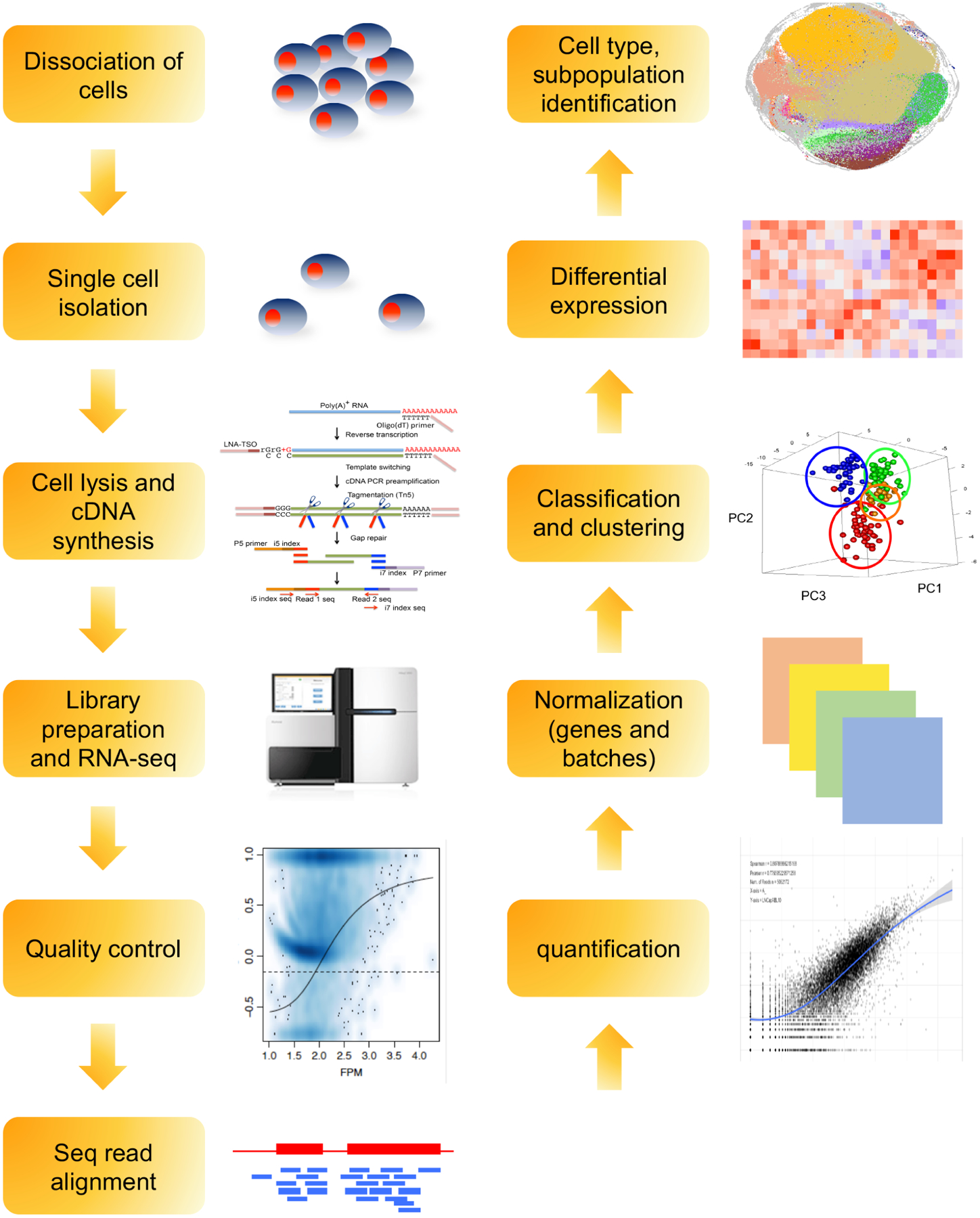 A figure from Toward uncharted territory of cellular heterogeneity: advances and applications of single-cell RNA-seq