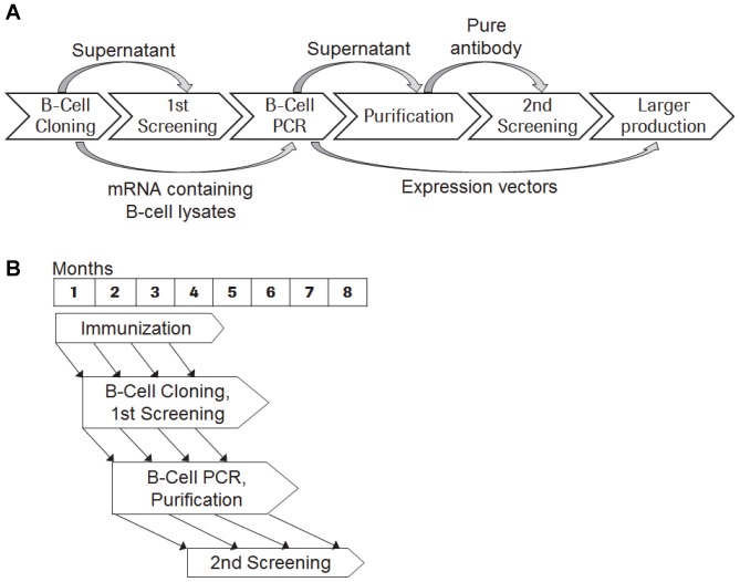 A figure from A Robust High Throughput Platform to Generate Functional Recombinant Monoclonal Antibodies Using Rabbit B Cells from Peripheral Blood Monoclonal Antibodies of Peripheral Rabbit B Cells