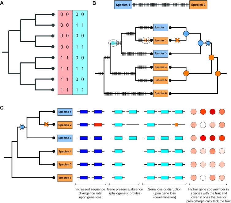 A figure from Novel phylogenetic methods are needed for understanding gene function in the era of mega-scale genome sequencing