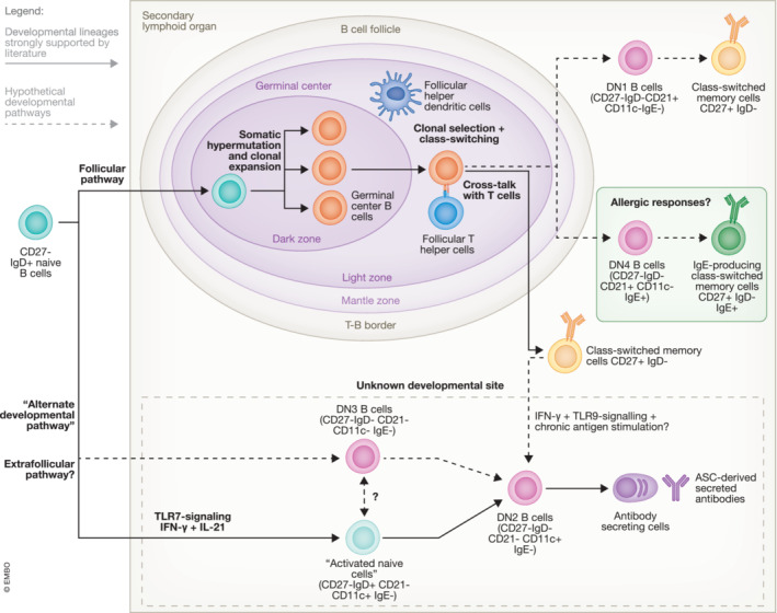 A figure from Functions of double‐negative B cells in autoimmune diseases, infections, and cancers Michael King Yung Chung <i> et al </i>