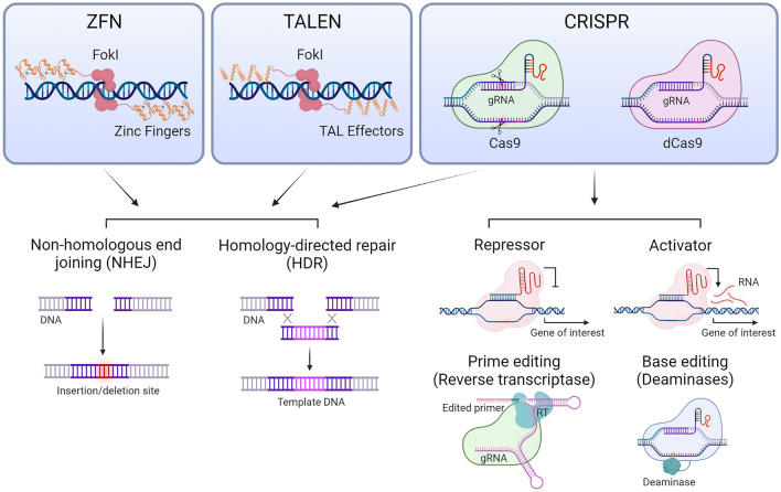 A figure from Genetically modified organisms: adapting regulatory frameworks for evolving genome editing technologies