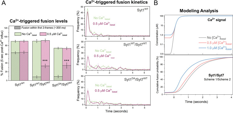 A figure from A minimal presynaptic protein machinery mediating synchronous and asynchronous exocytosis and short-term plasticity