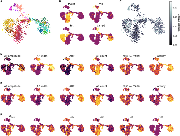 A figure from Combined statistical-biophysical modeling links ion channel genes to physiology of cortical neuron types