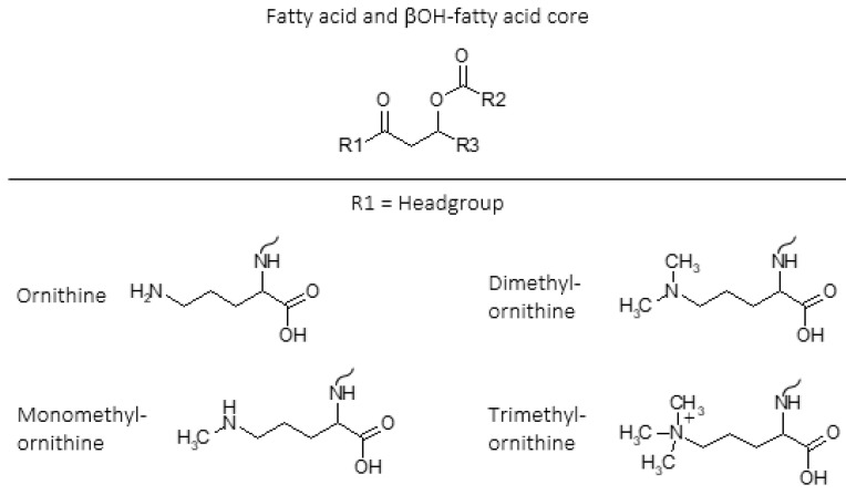A figure from Trimethylornithine Membrane Lipids: Discovered in Planctomycetes and Identified in Diverse Environments