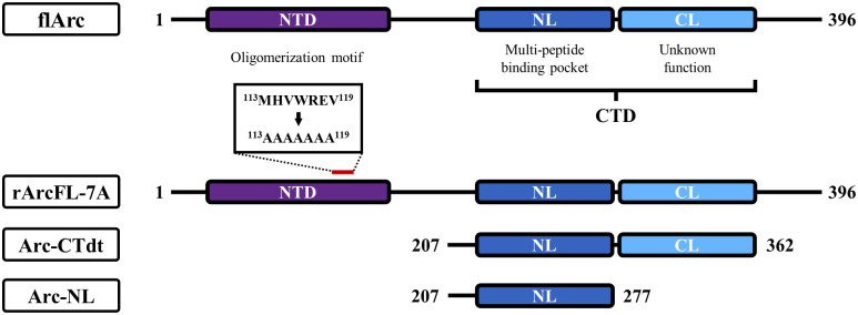 A figure from Structural characterization of two nanobodies targeting the ligand-binding pocket of human Arc Anti-Arc nanobodies
