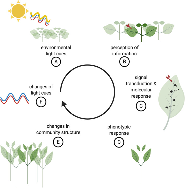 A figure from Light signalling shapes plant–plant interactions in dense canopies Light signals guide plant‐plant interactions Huber et al.