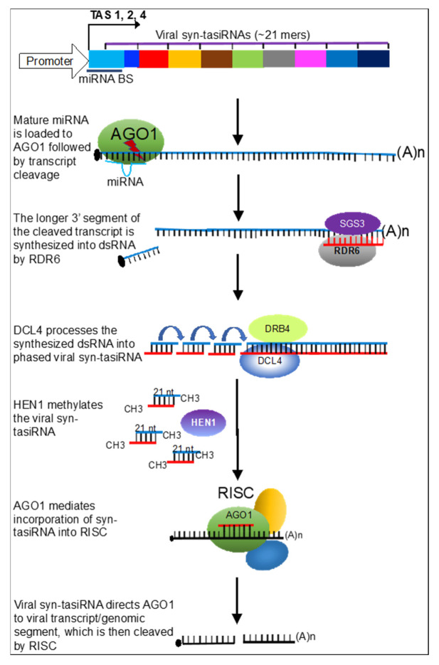 A figure from Development and Adoption of Genetically Engineered Plants for Virus Resistance: Advances, Opportunities and Challenges