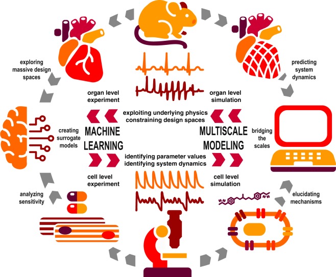 A figure from Integrating machine learning and multiscale modeling—perspectives, challenges, and opportunities in the biological, biomedical, and behavioral sciences