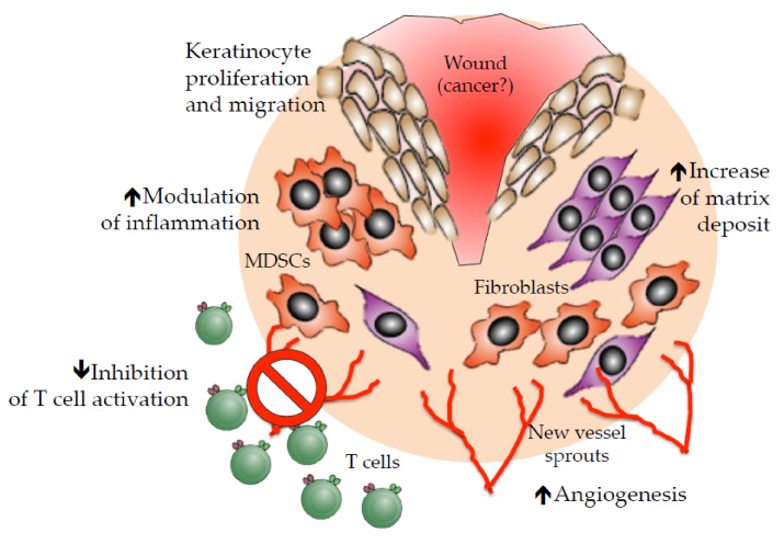 A figure from Angiogenesis and Immunity in Renal Carcinoma: Can We Turn an Unhappy Relationship into a Happy Marriage?