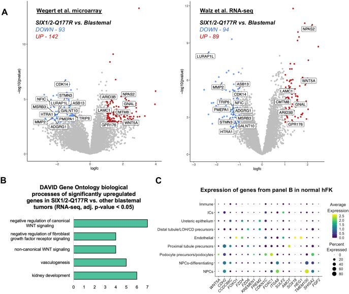 A figure from Altered binding affinity of SIX1-Q177R correlates with enhanced <i> WNT5A </i> and WNT pathway effector expression in Wilms tumor