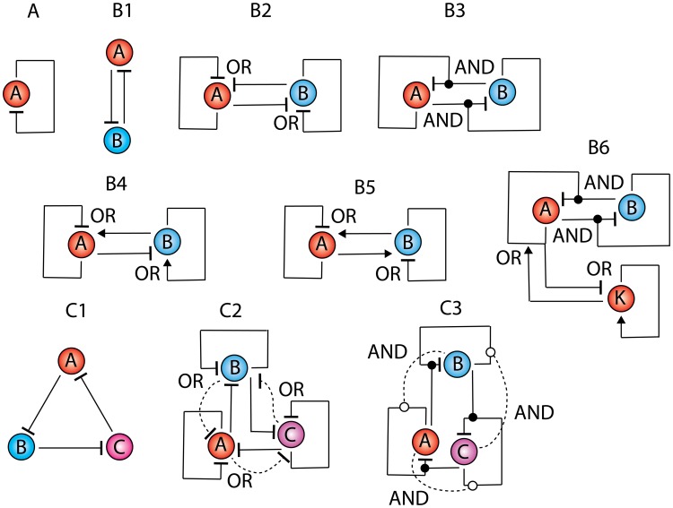 A figure from Theory on the Dynamics of Oscillatory Loops in the Transcription Factor Networks Theory on the Dynamics of Oscillatory Loops