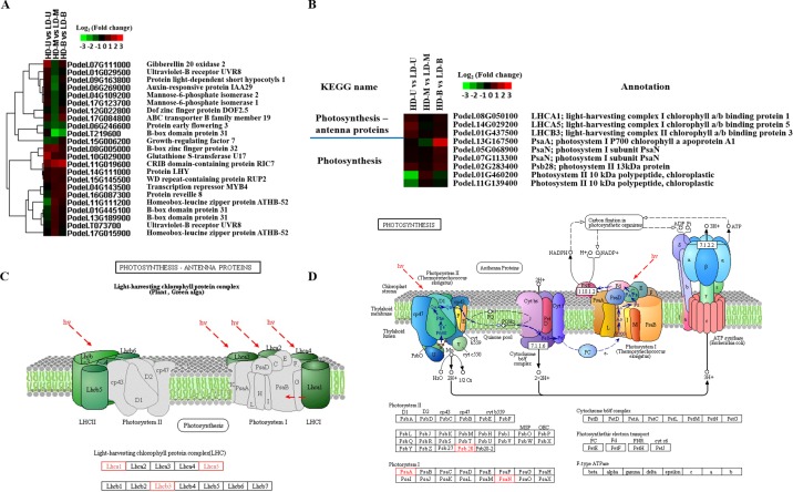 A figure from Transcriptome profiling revealed diverse gene expression patterns in poplar ( <i> Populus </i> × <i> euramericana </i> ) under different planting densities Gene expression patterns in poplar under different planting densities