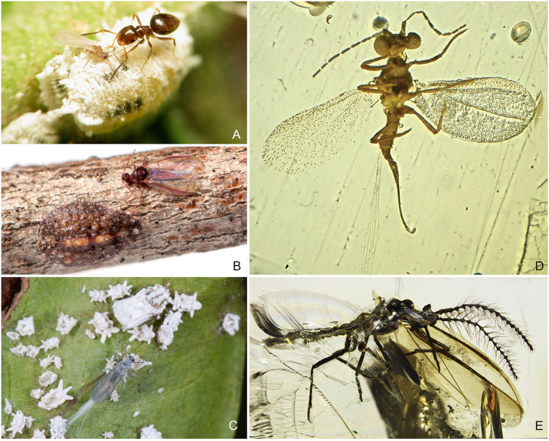 A figure from Putting scales into evolutionary time: the divergence of major scale insect lineages (Hemiptera) predates the radiation of modern angiosperm hosts