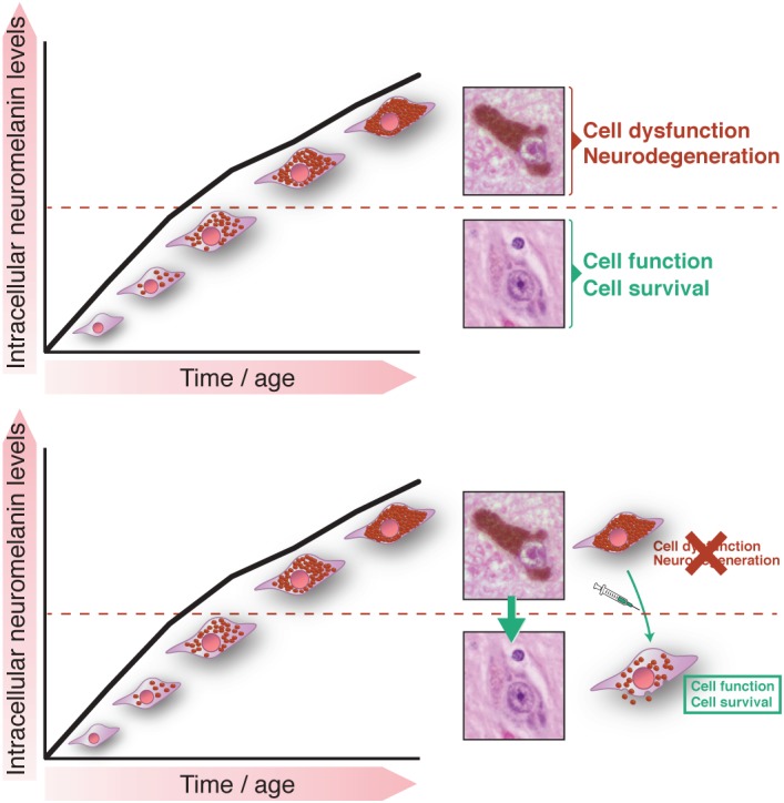 A figure from Neuromelanin, aging, and neuronal vulnerability in Parkinson's disease NEUROMELANIN, AGING, NEURONAL VULNERABILITY IN PD VILA