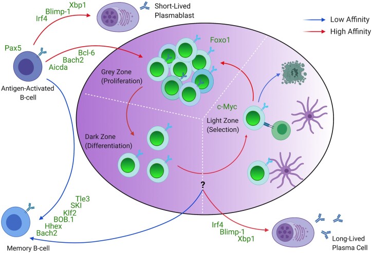 A figure from Advances in understanding the formation and fate of B-cell memory in response to immunization or infection
