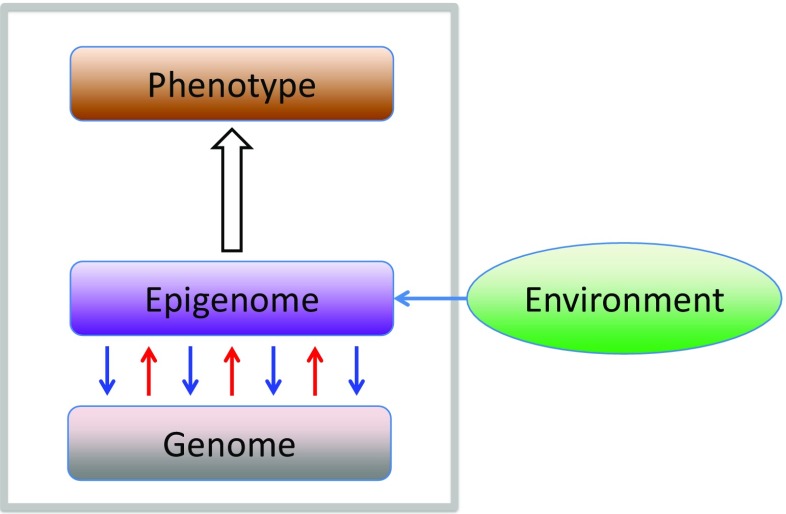 A figure from Essential role of long non-coding RNAs in de novo chromatin modifications: the genomic address code hypothesis