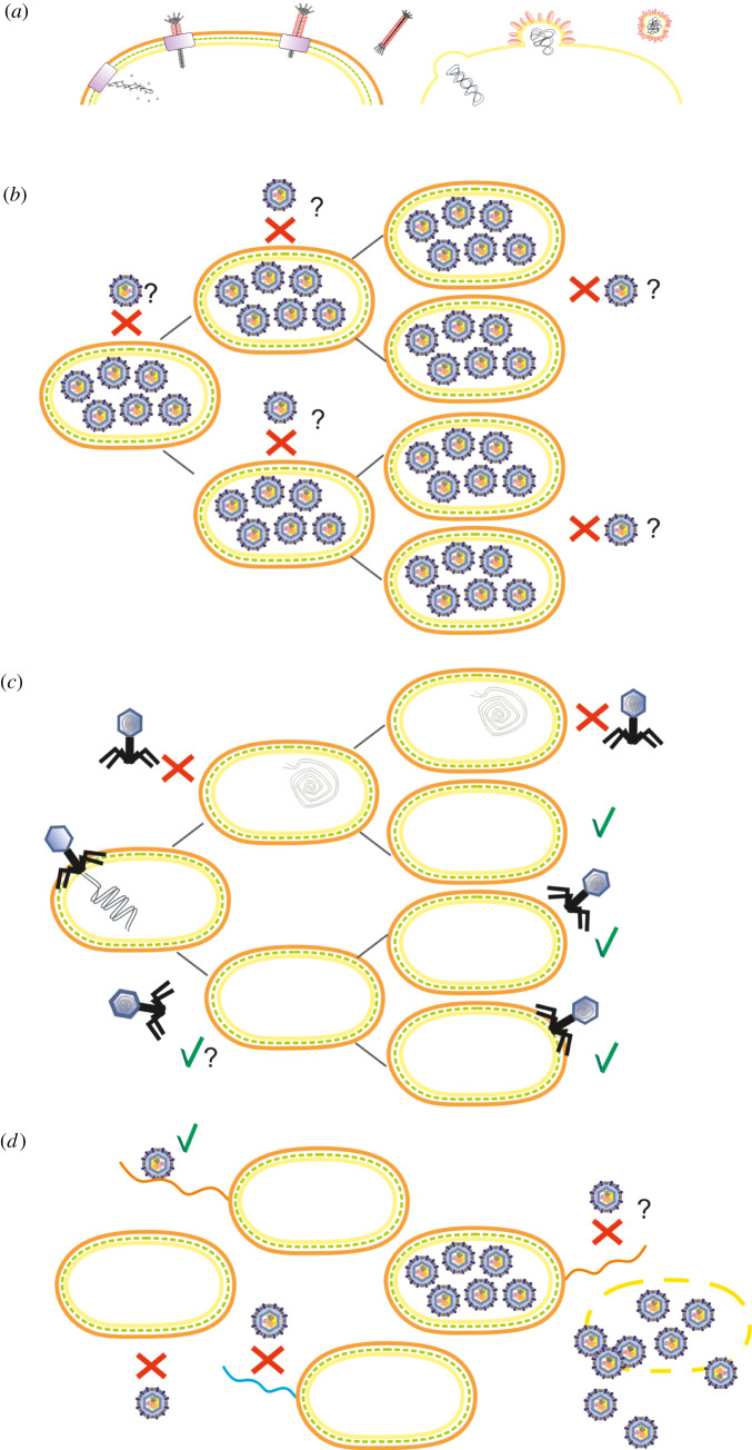 A figure from Black box of phage–bacterium interactions: exploring alternative phage infection strategies Black box of phage–bacterium interactions: exploring alternative phage infection strategies